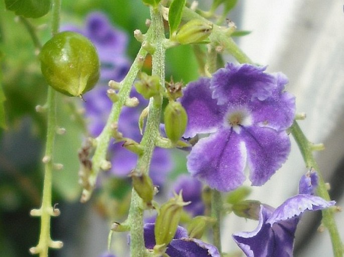 Duranta erecta