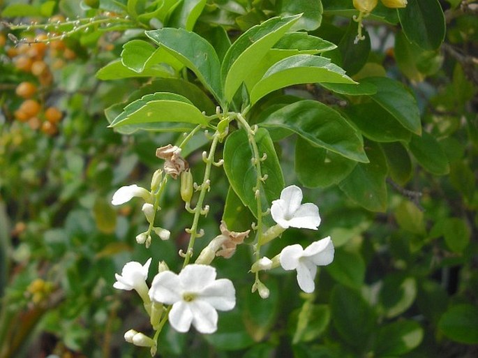 Duranta erecta