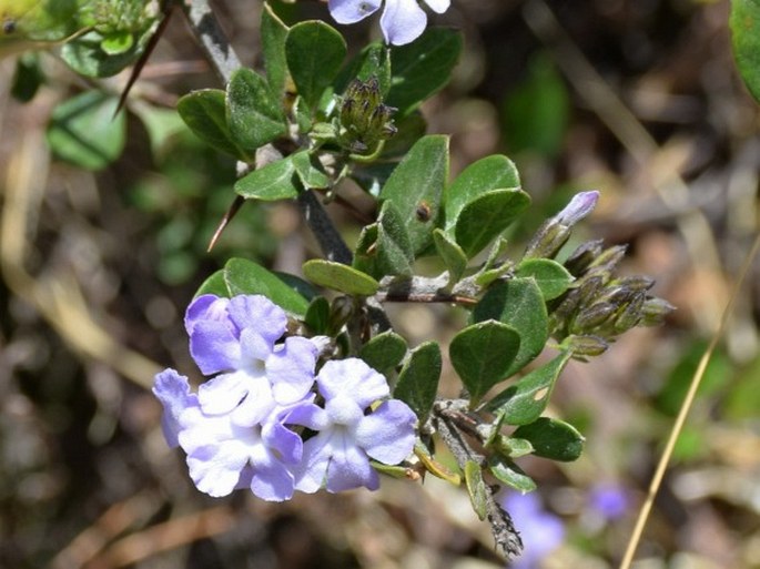 DURANTA TRIACANTHA Juss.