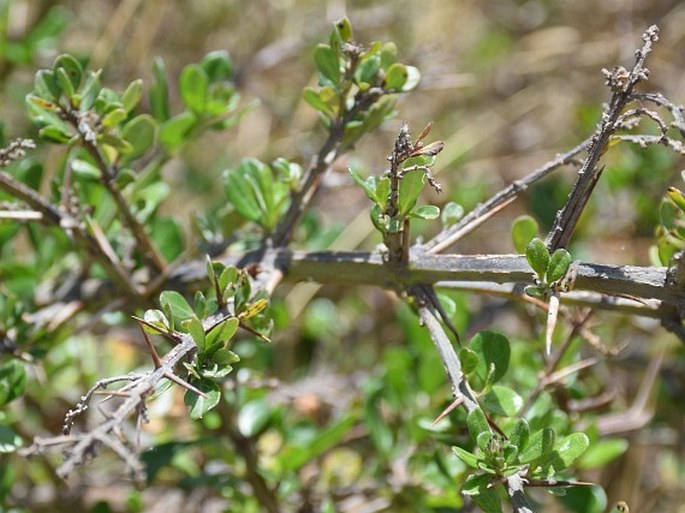 Duranta triacantha