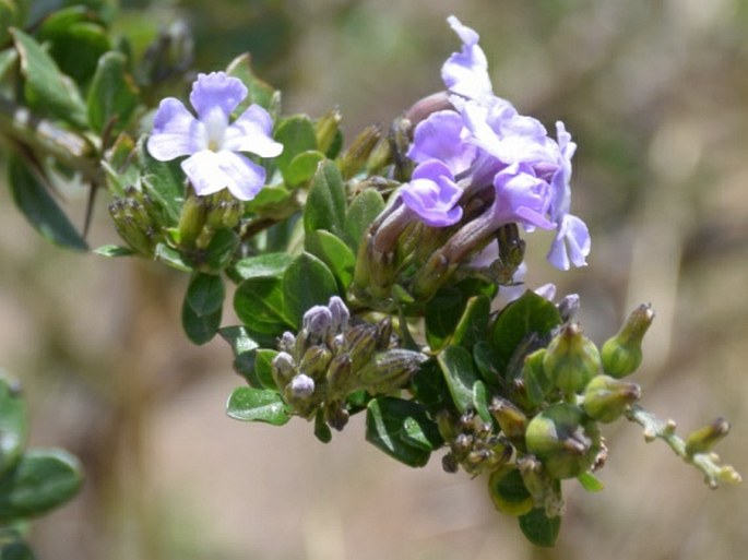 Duranta triacantha