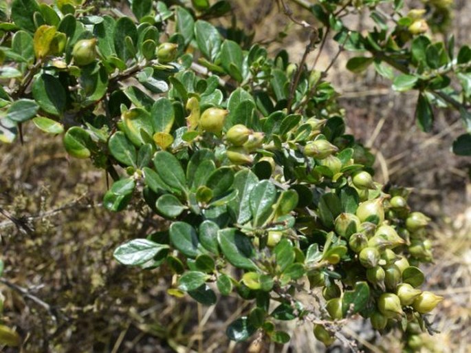 Duranta triacantha