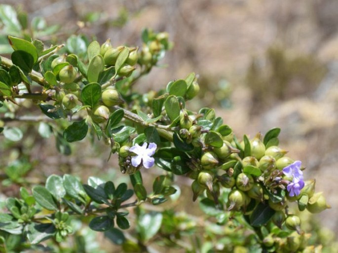 Duranta triacantha