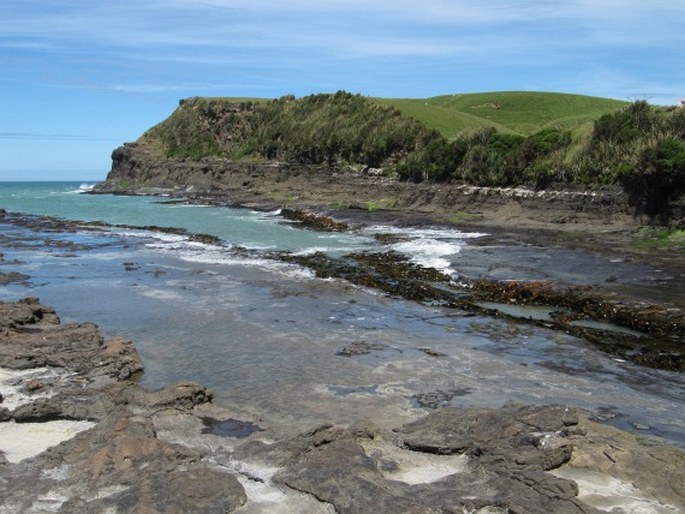 Durvillaea antarctica