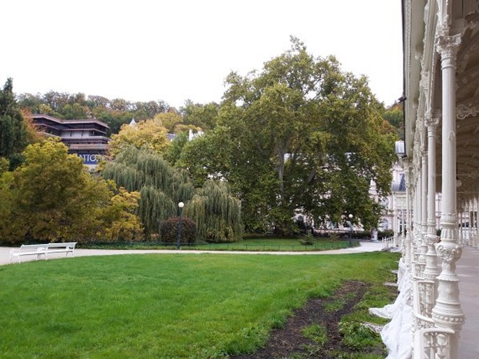 Dvořákův platan, Karlovy Vary