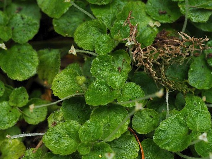 DYSOPSIS GLECHOMOIDES (A. Rich.) Müll. Arg.