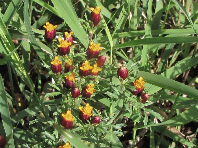 Dyssodia papposa