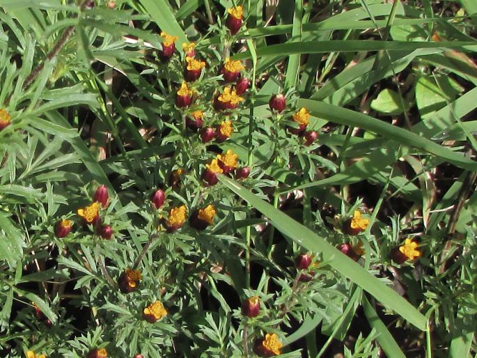 DYSSODIA PAPPOSA (Vent.) Hitchc.