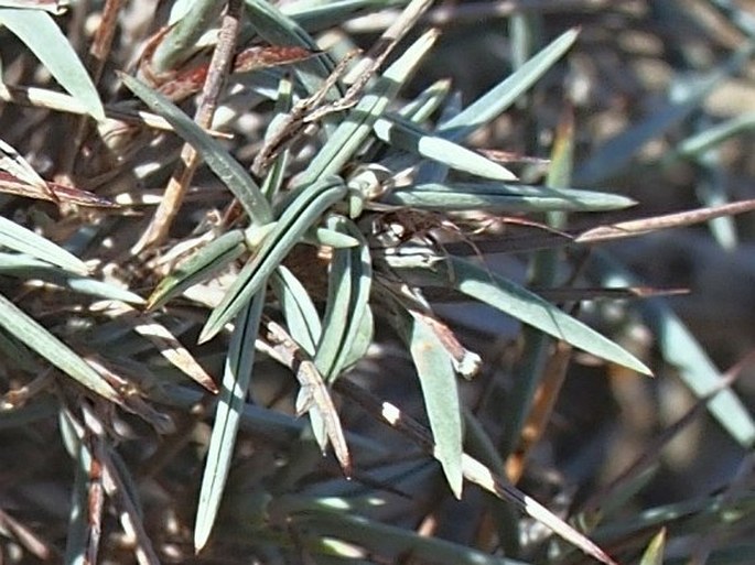 Ebenus stellata