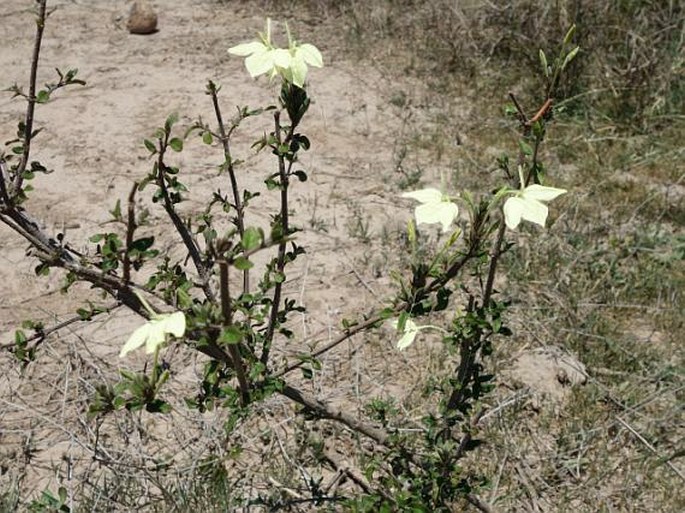 Ecbolium madagascariense