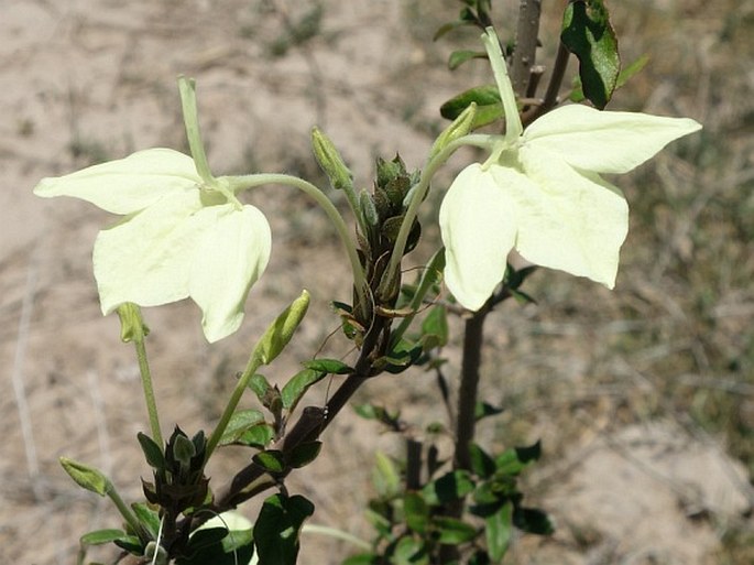 Ecbolium madagascariense