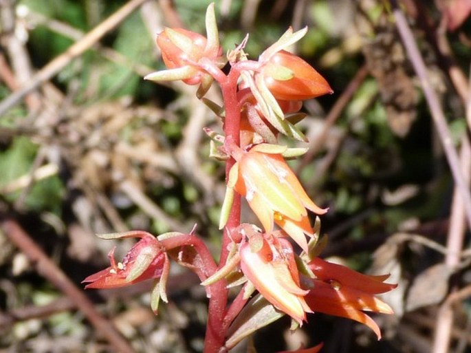 Echeveria montana