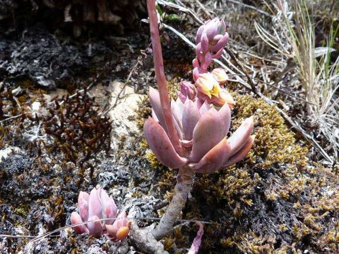 Echeveria multicolor