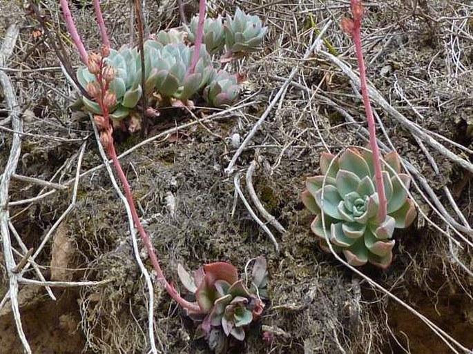 Echeveria multicolor