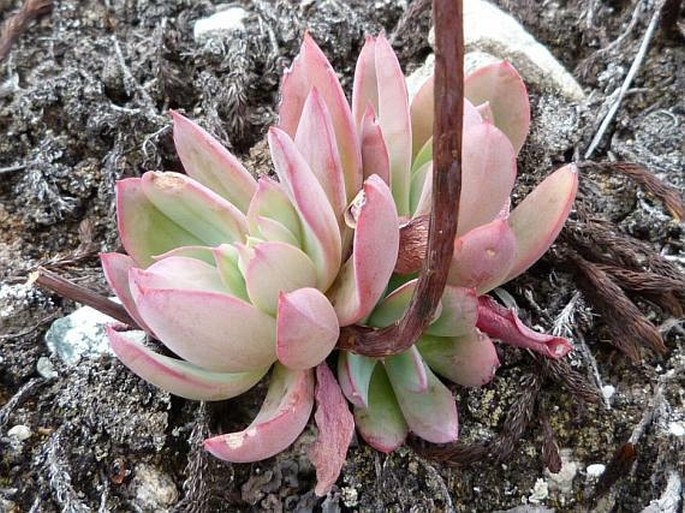 Echeveria multicolor