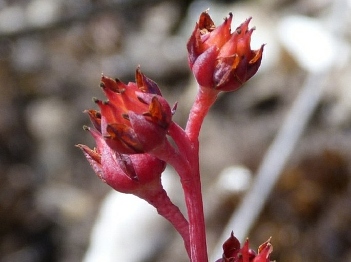 Echeveria multicolor