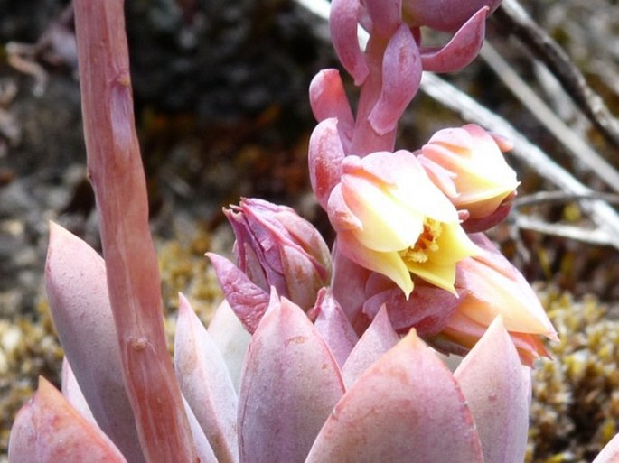 Echeveria multicolor