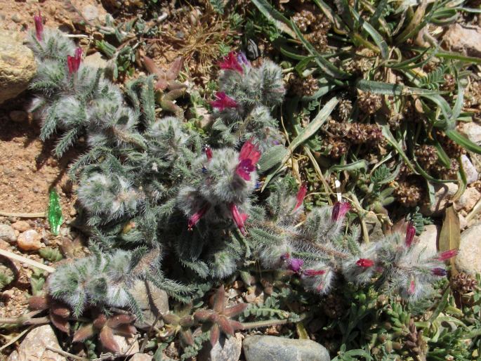 Echium humile