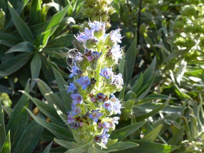 ECHIUM ACANTHOCARPUM Svent. – hadinec