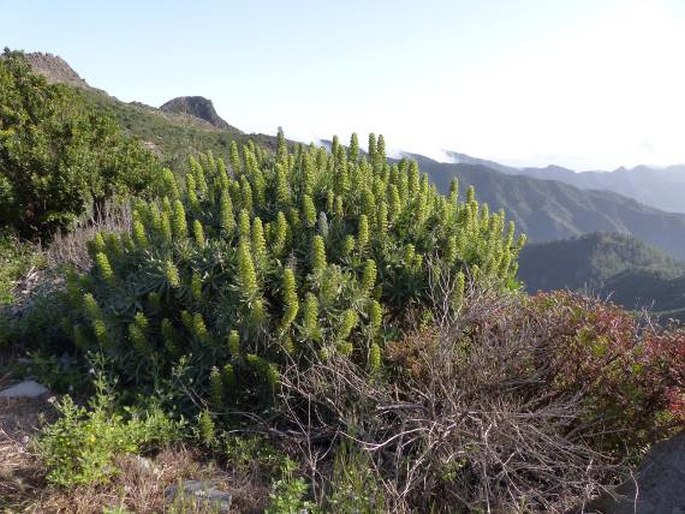 Echium acanthocarpum