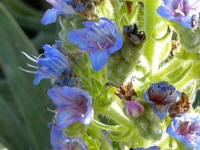 Echium acanthocarpum