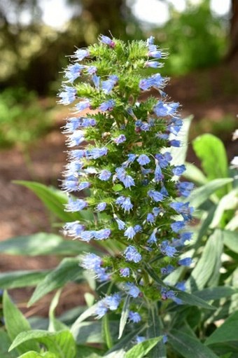 Echium callithyrsum