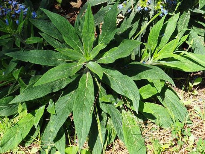 Echium callithyrsum