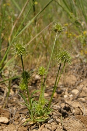 Echinaria capitata