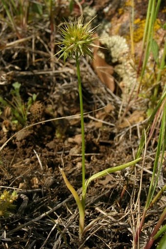 Echinaria capitata