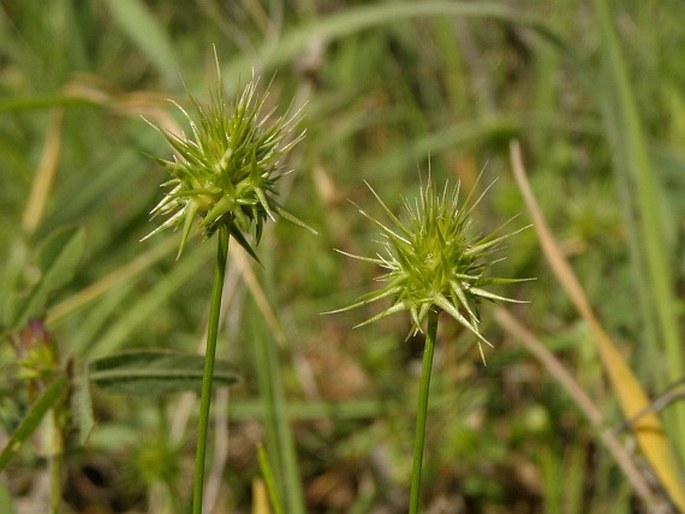 Echinaria capitata