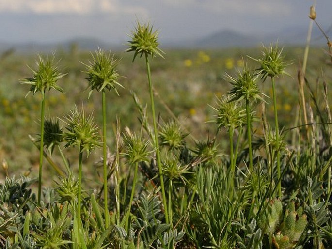 Echinaria capitata