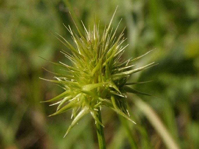 ECHINARIA CAPITATA (L.) Desf.