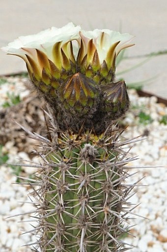 Trichocereus chiloensis