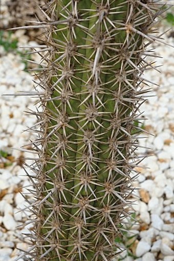 Trichocereus chiloensis