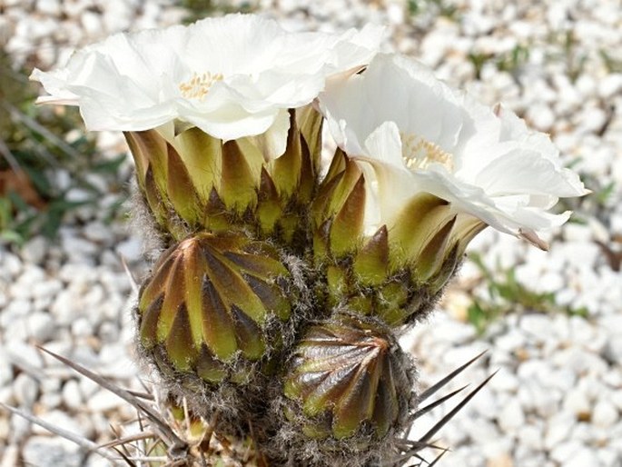 Trichocereus chiloensis