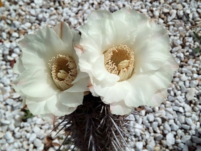 Trichocereus chiloensis