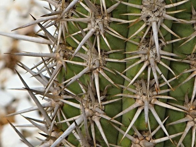 Trichocereus chiloensis