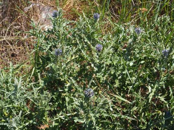 Echinops microcephalus