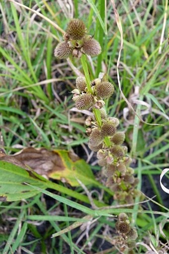 Echinodorus andrieuxii