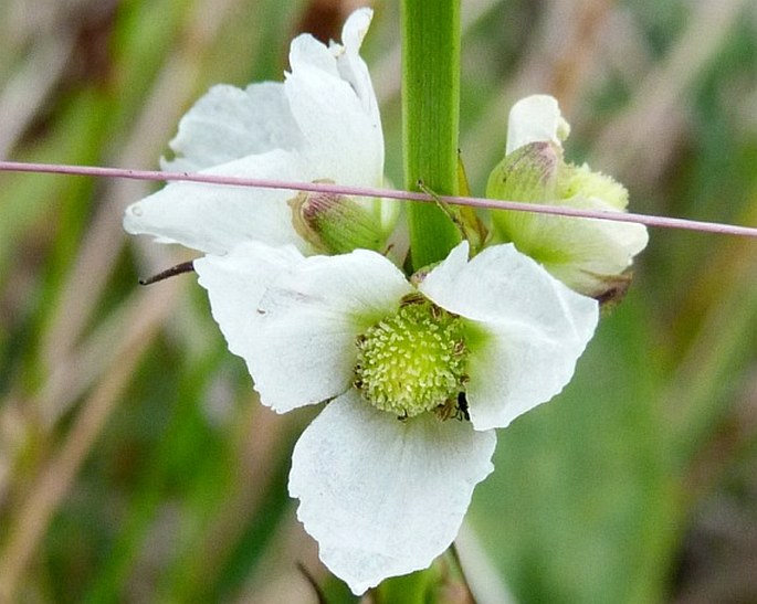 Echinodorus andrieuxii