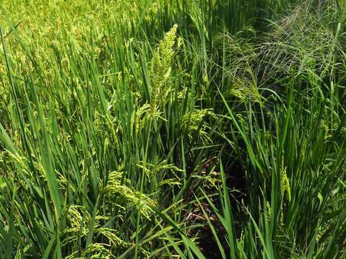 Echinochloa frumentacea