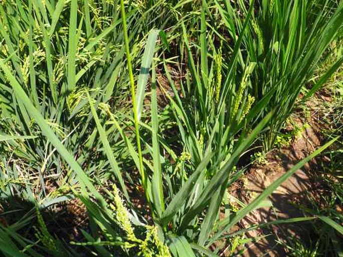 Echinochloa frumentacea