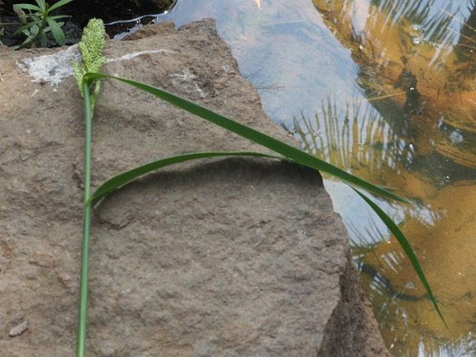 Echinochloa frumentacea