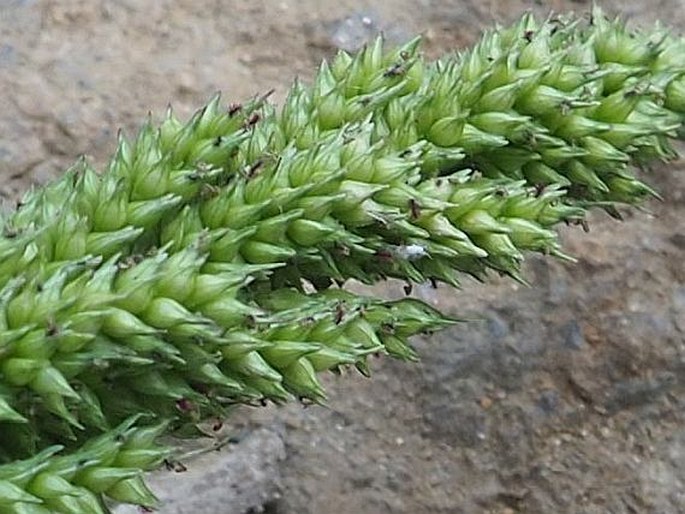 Echinochloa frumentacea