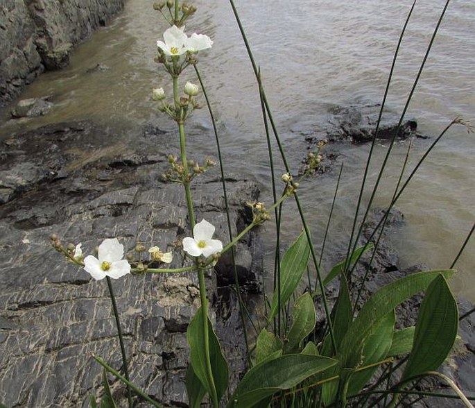 Echinodorus grandiflorus