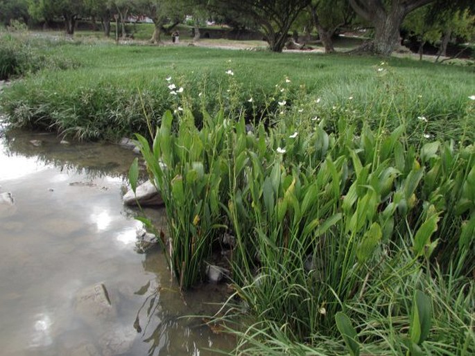 Echinodorus grandiflorus