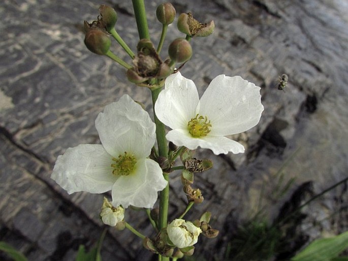 Echinodorus grandiflorus