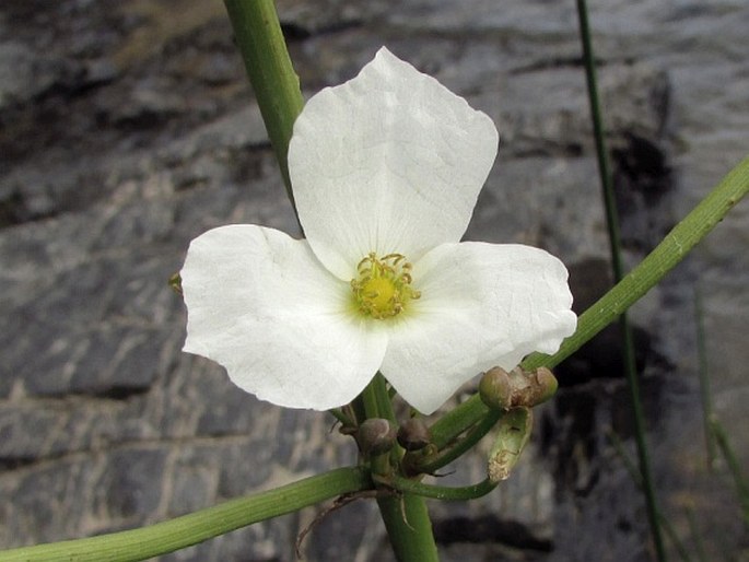 Echinodorus grandiflorus