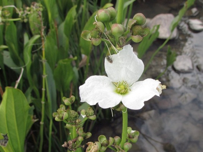 ECHINODORUS GRANDIFLORUS (Cham. et Schltdl.) Micheli