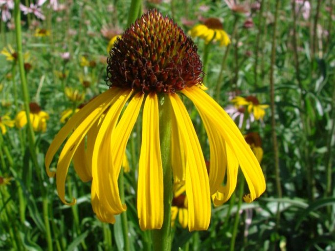 ECHINACEA PARADOXA (Norton) Britton